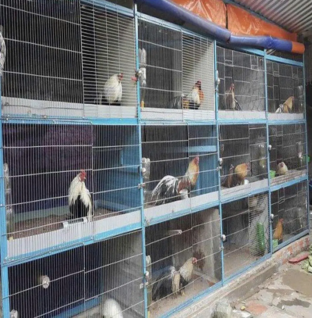 M&ocirc; h&igrave;nh g&agrave; tre Th&aacute;i nu&ocirc;i s&acirc;n thượng