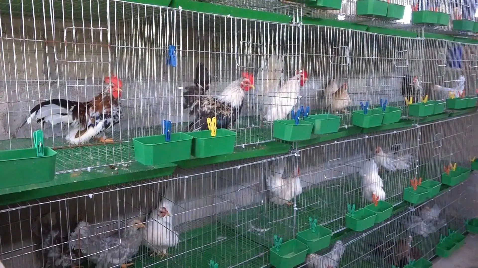 M&ocirc; h&igrave;nh g&agrave; tre Th&aacute;i nu&ocirc;i s&acirc;n thượng