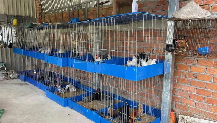 M&ocirc; h&igrave;nh g&agrave; tre Th&aacute;i nu&ocirc;i s&acirc;n thượng