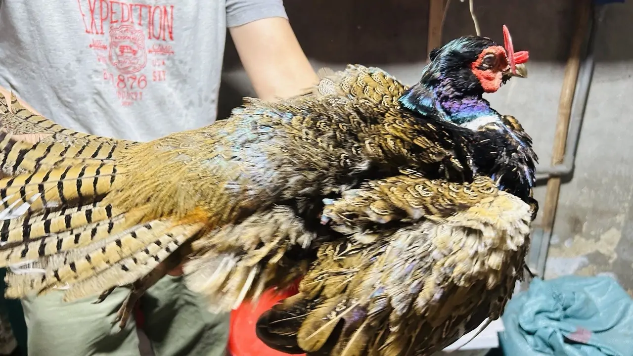 Mô hình nuôi lợn rừng bán hoang dã