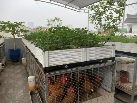Kỹ thuật chăn nuôi gà trong khu dân cư 