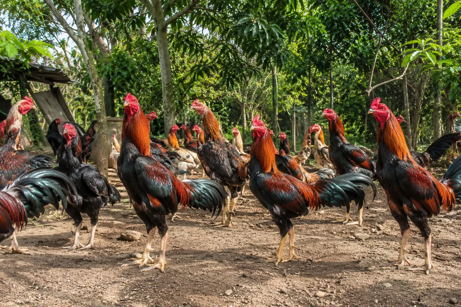 Mua gà nòi đòn giống ở đâu uy tín