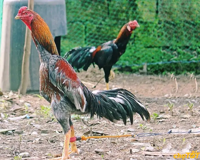 TRI THỨC NHÀ NÔNG