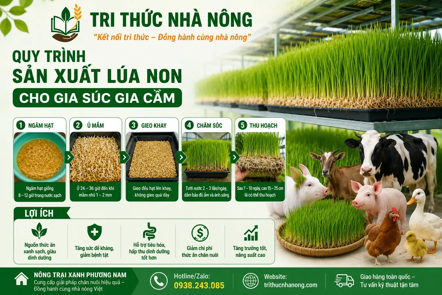 Mô hình nuôi gà đẻ theo kiểu lồng tự do