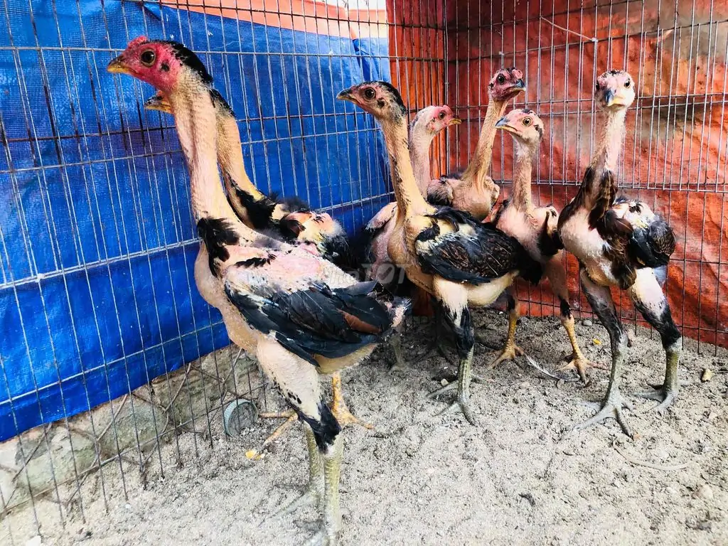 Mua gà nòi đòn giống ở đâu uy tín