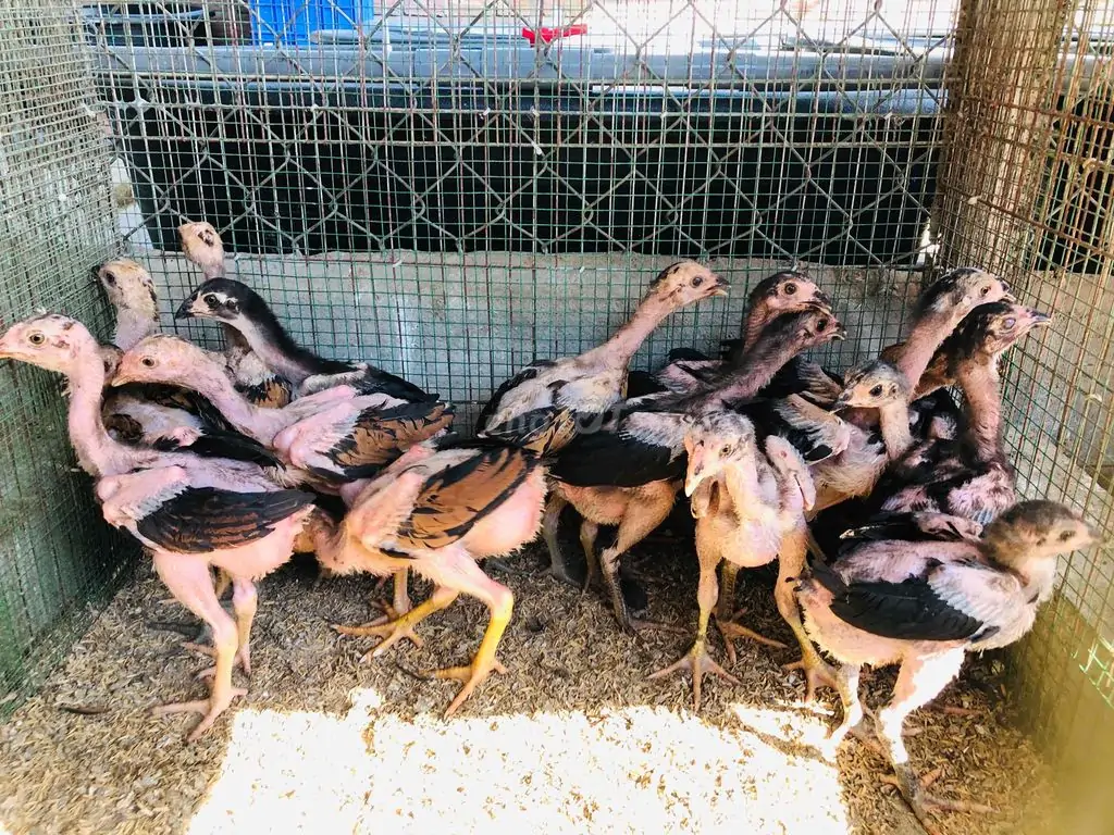 So s&aacute;nh c&aacute;c giống g&agrave; n&ograve;i ngon nhất Việt Nam