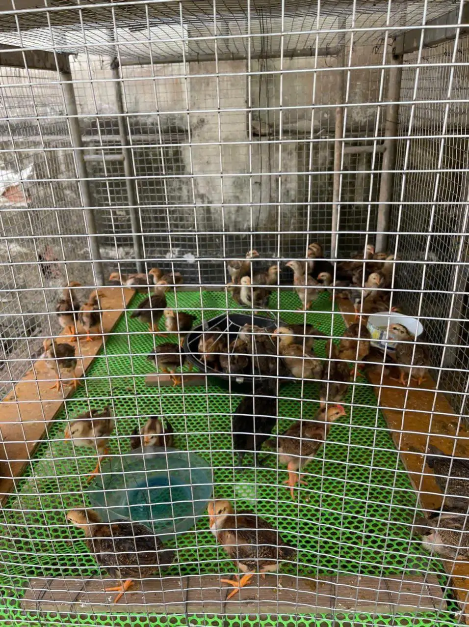 So s&aacute;nh c&aacute;c giống g&agrave; n&ograve;i ngon nhất Việt Nam