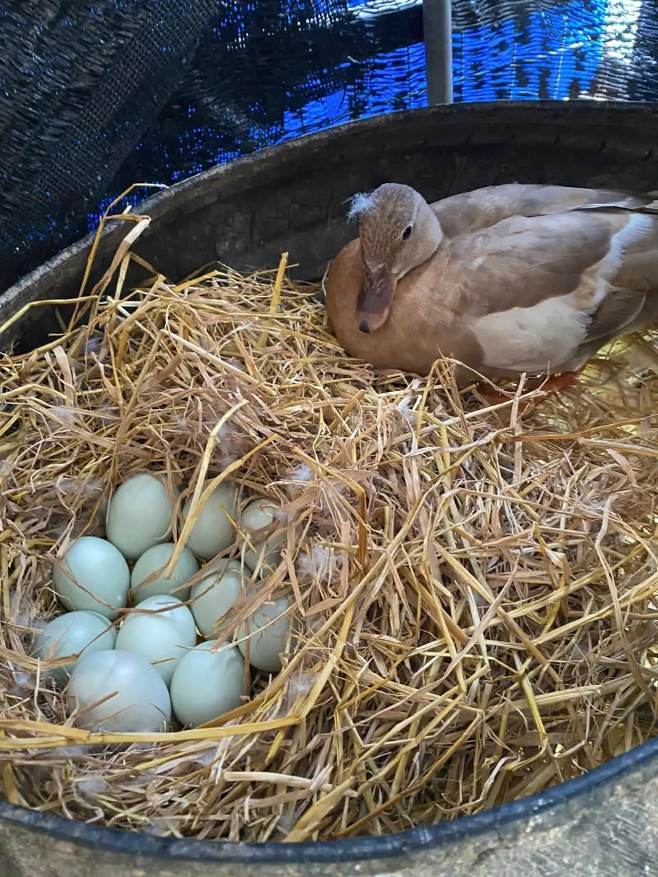 Thực phẩm sạch Vịt call duck