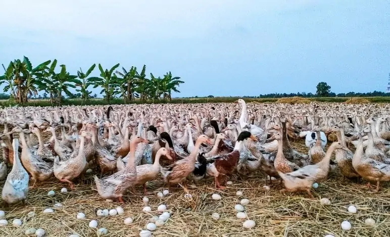 Mô hình chăn nuôi - vịt siêu trứng