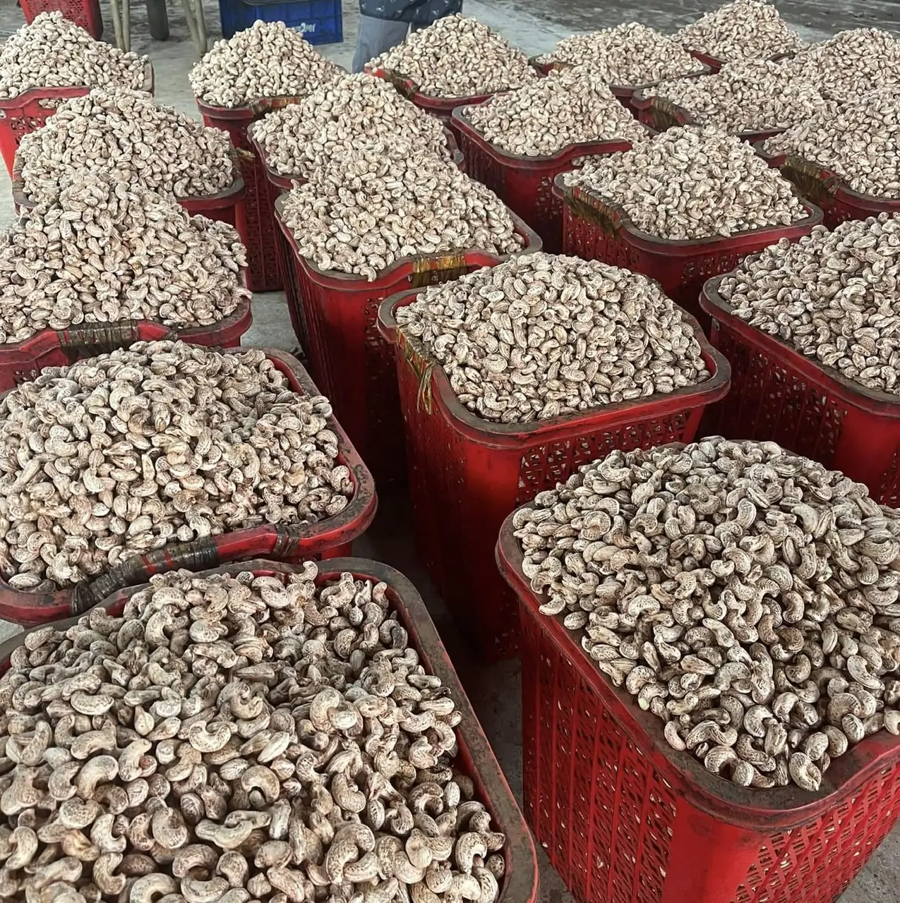 Hạt điều xuất khẩu vượt mốc 5 tỷ USD