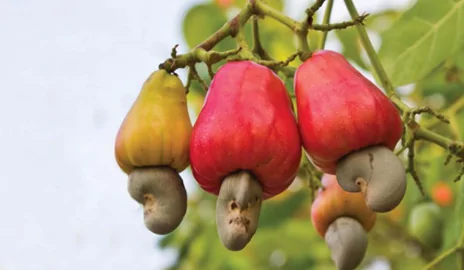 Thụ tinh nhân tạo cho gà, tỷ lệ trứng nở thành công đạt 85 - 87%