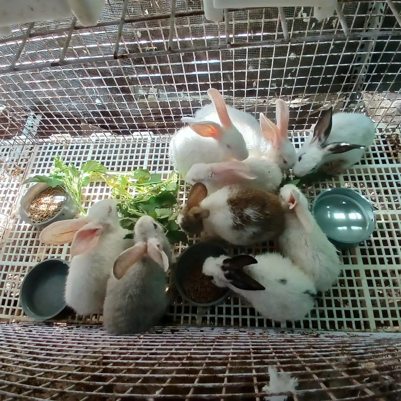 M&ocirc; h&igrave;nh chuồng nu&ocirc;i thỏ New Zealand tự động h&oacute;a cho ăn & nước uống