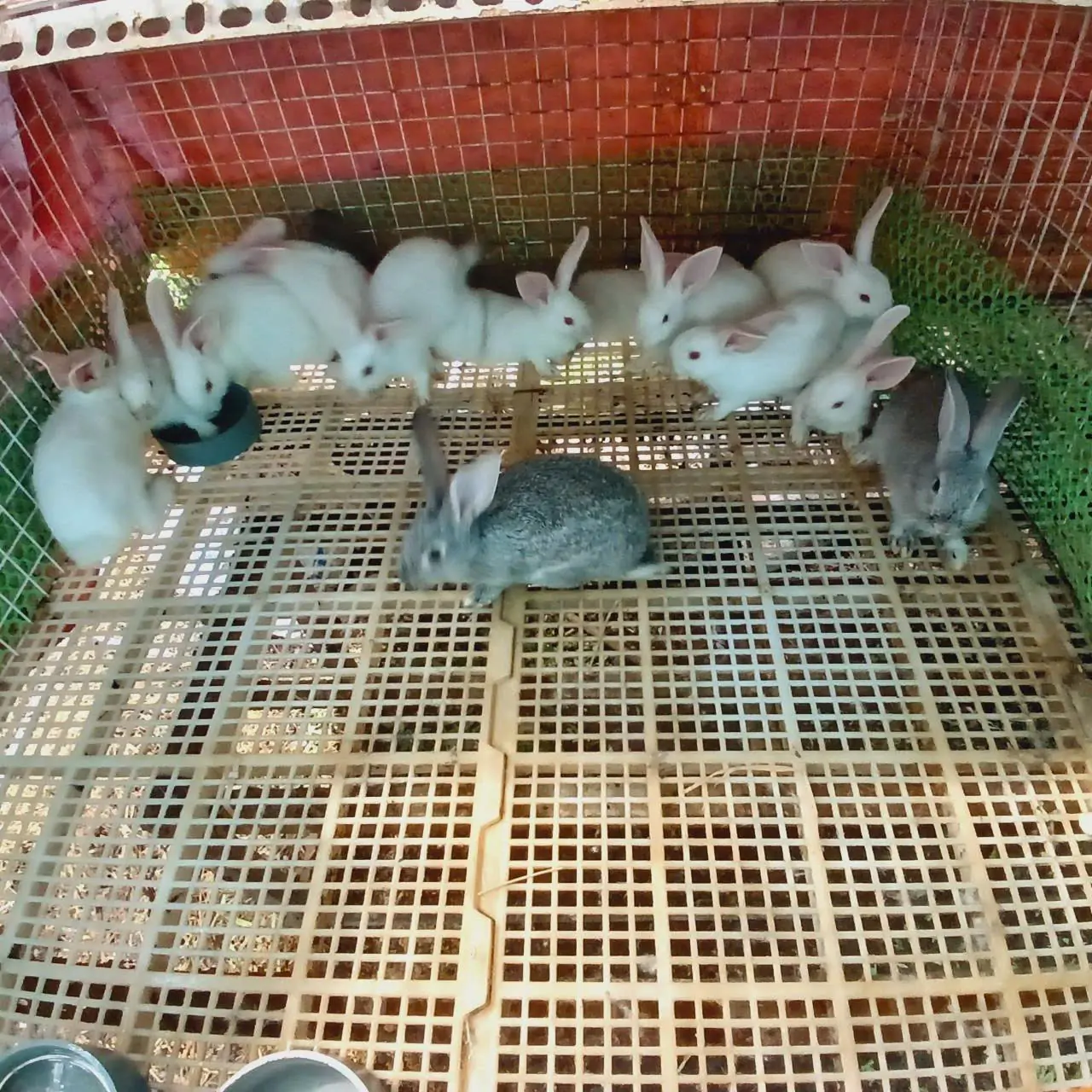 M&ocirc; h&igrave;nh chuồng nu&ocirc;i thỏ New Zealand tự động h&oacute;a cho ăn & nước uống