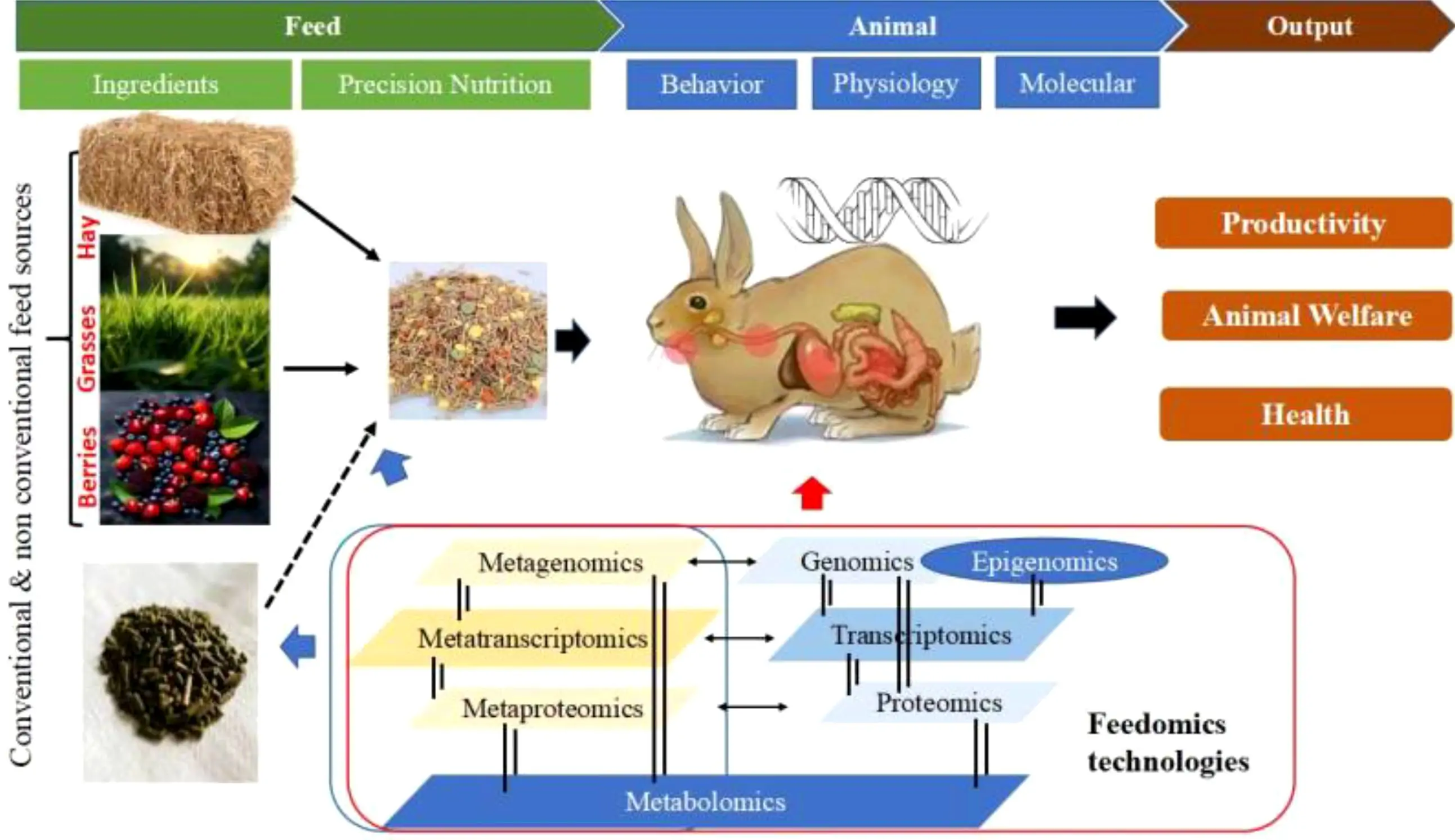 M&ocirc; h&igrave;nh chuồng nu&ocirc;i thỏ New Zealand tự động h&oacute;a cho ăn & nước uống