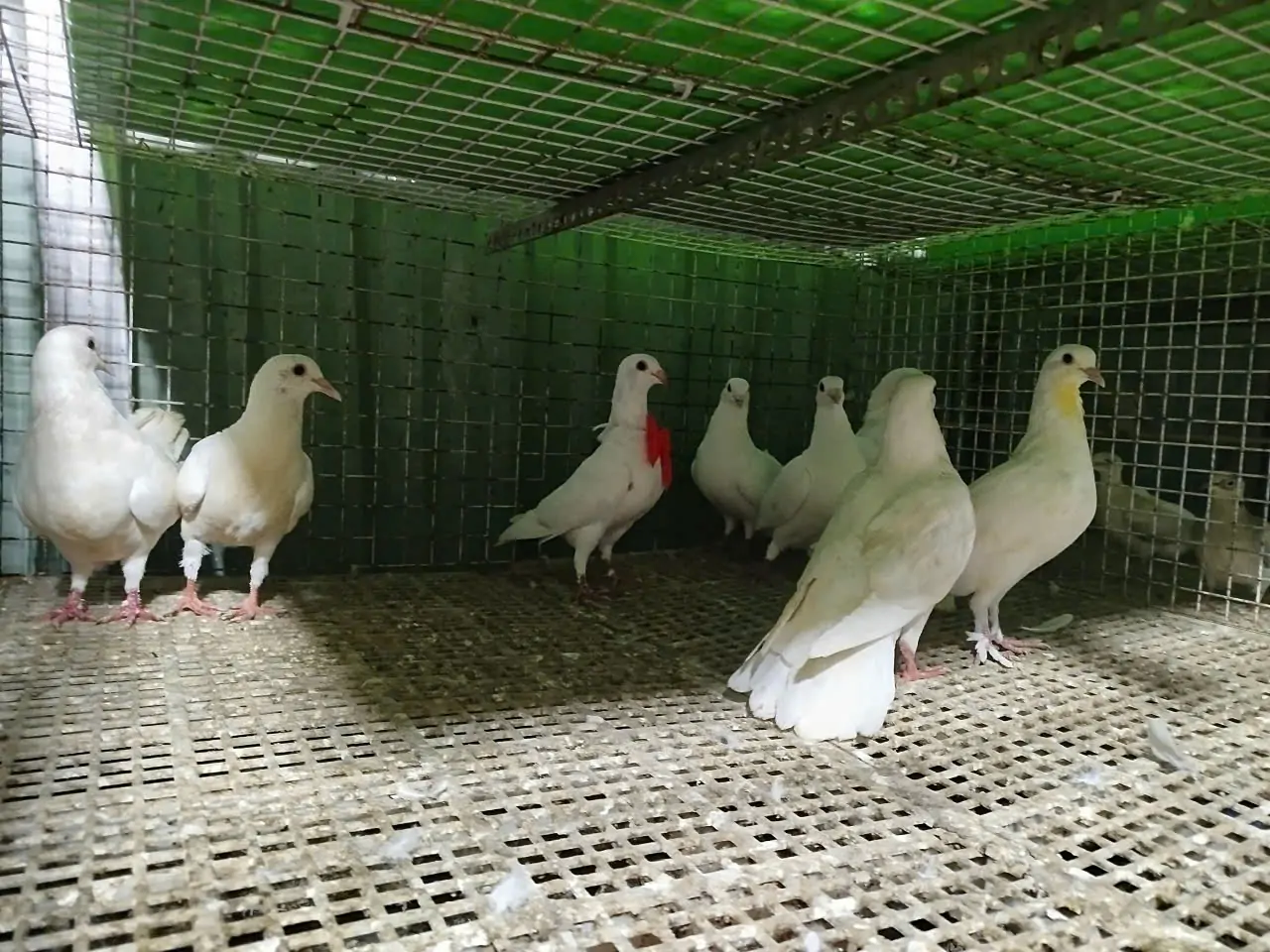 Tập tục thả bồ c&acirc;u ng&agrave;y cưới