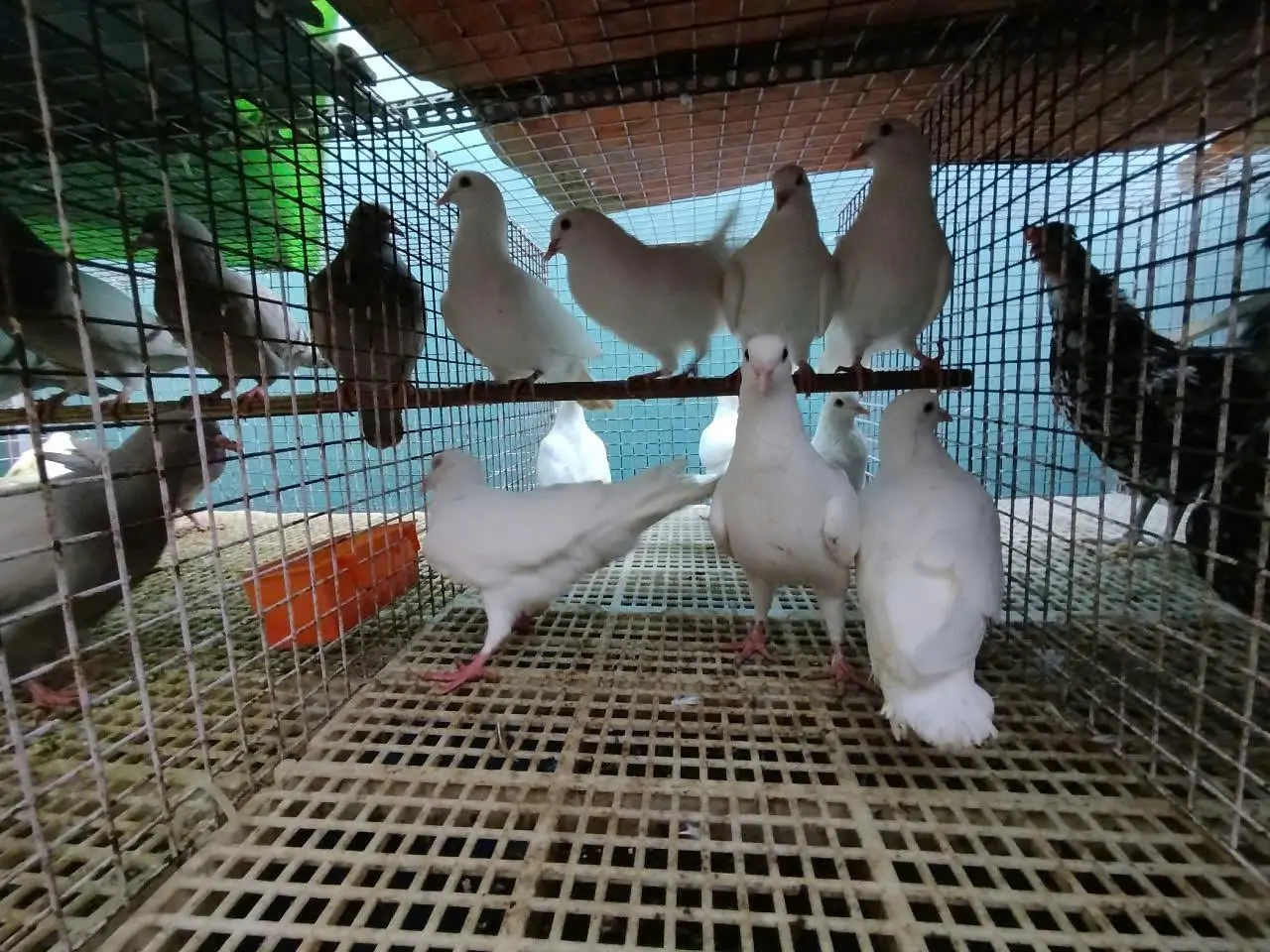 V&igrave; sao bồ c&acirc;u Titan Th&aacute;i v&agrave; Titan Ph&aacute;p đang chiếm lĩnh thị trường