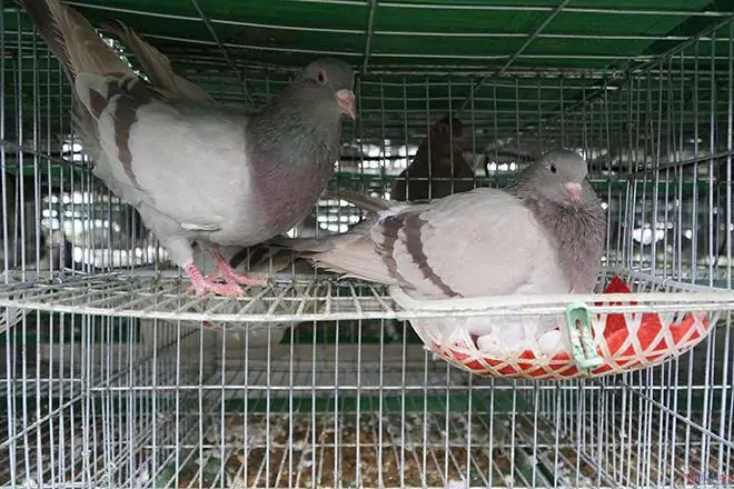 V&igrave; sao bồ c&acirc;u Titan Th&aacute;i v&agrave; Titan Ph&aacute;p đang chiếm lĩnh thị trường