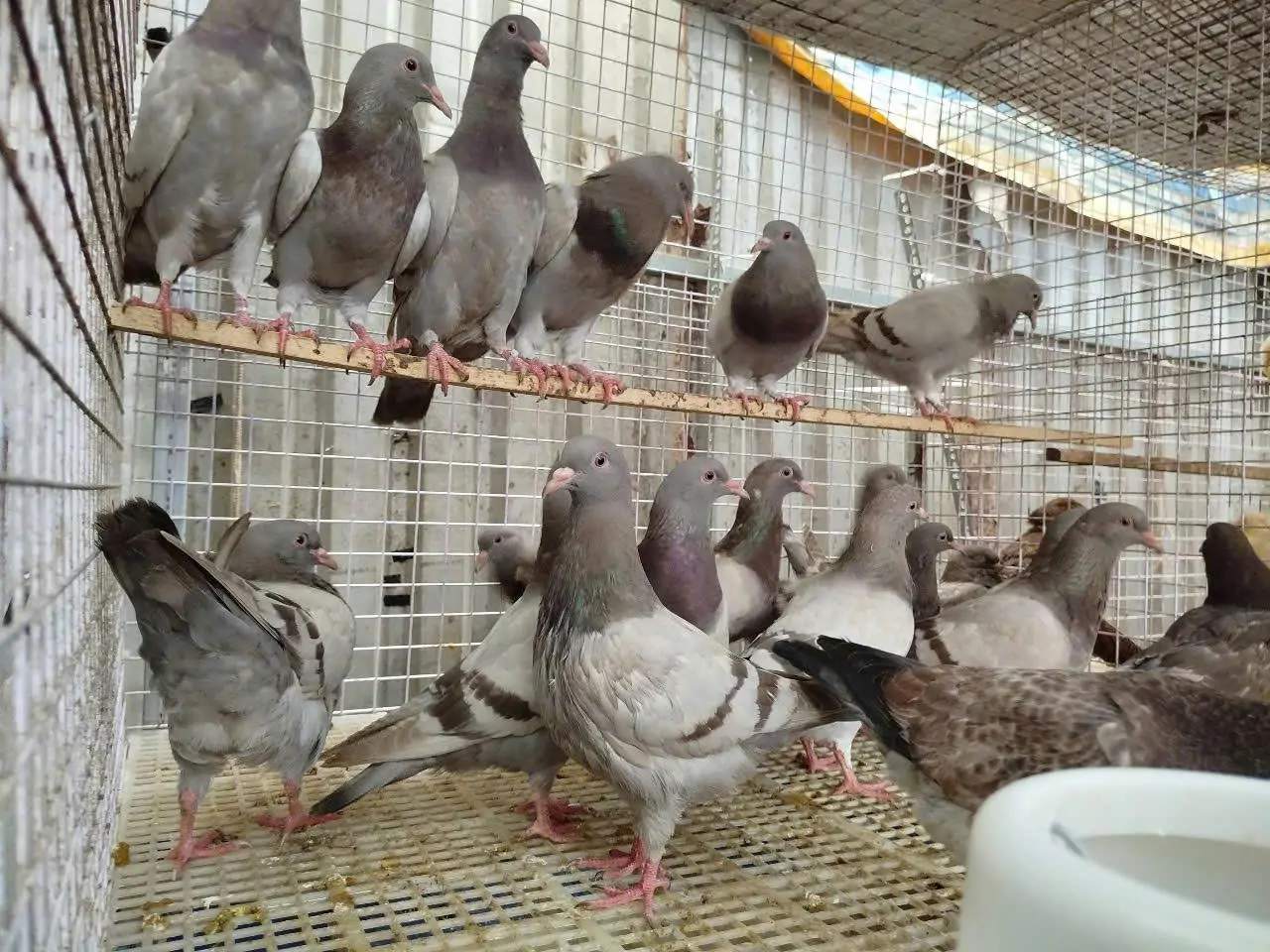 V&igrave; sao bồ c&acirc;u Titan Th&aacute;i v&agrave; Titan Ph&aacute;p đang chiếm lĩnh thị trường