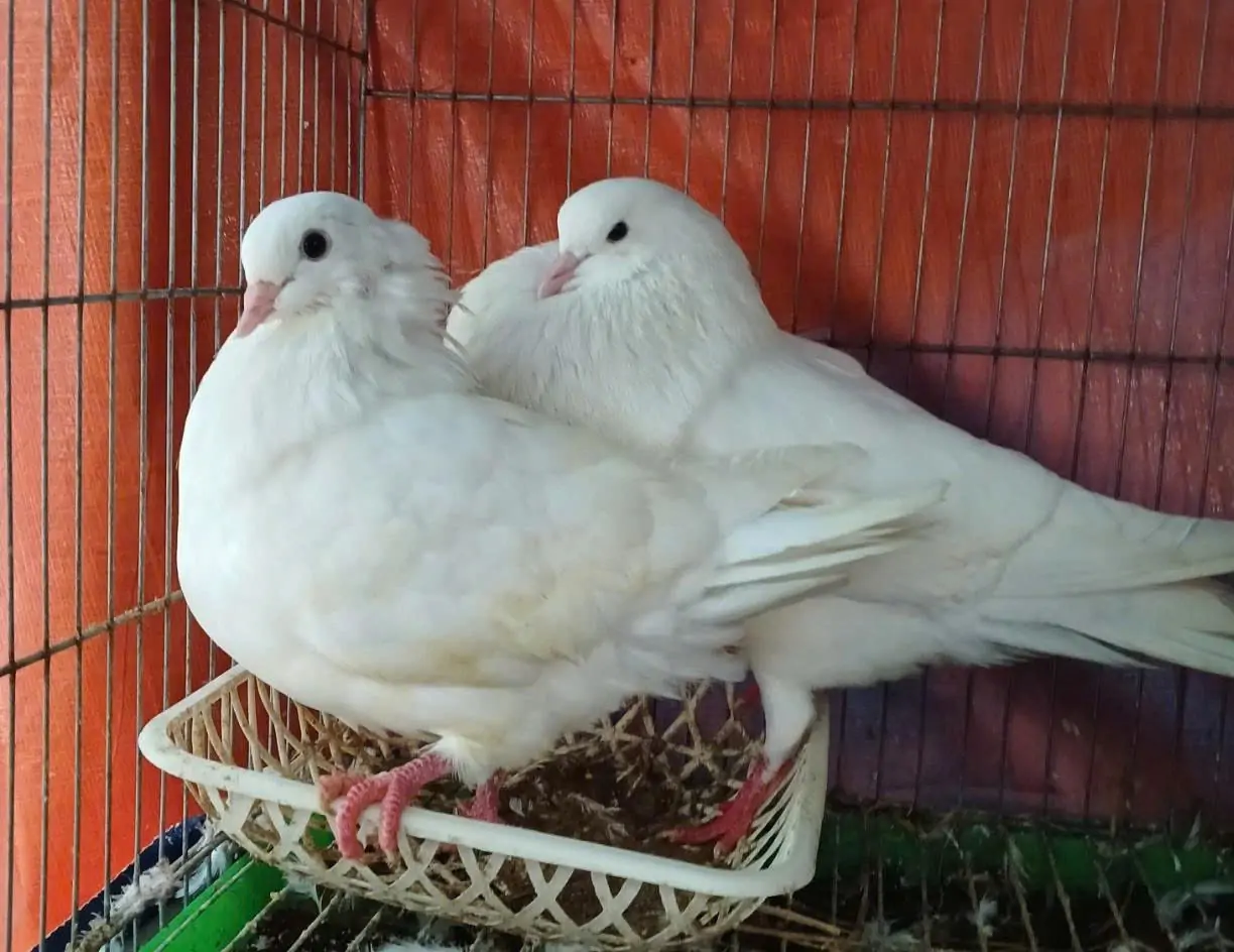 Thụ tinh nhân tạo cho gà, tỷ lệ trứng nở thành công đạt 85 - 87%