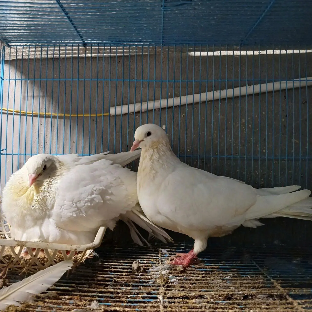 V&igrave; sao bồ c&acirc;u Titan Th&aacute;i v&agrave; Titan Ph&aacute;p đang chiếm lĩnh thị trường